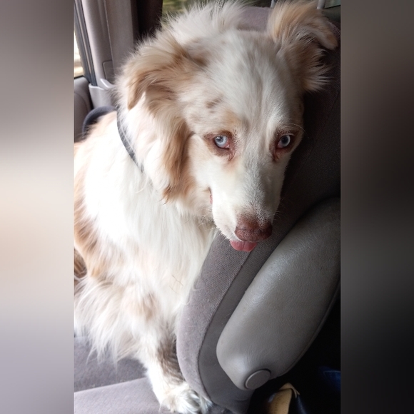 Please help Cosmo, aka "Big Happy"  my red Merle aussie has cancer 😭🥺 - Picture 17 of 17